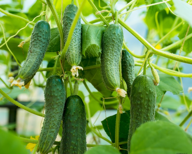 夏の豊かな収穫のために5月に植えるのに最適な野菜 