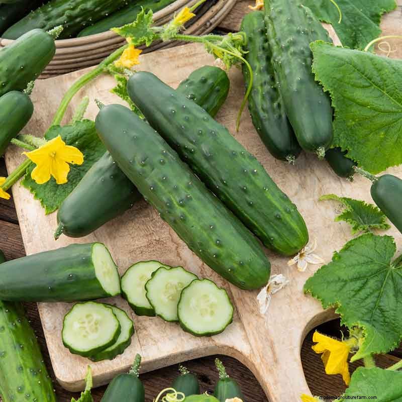 夏の豊かな収穫のために5月に植えるのに最適な野菜 