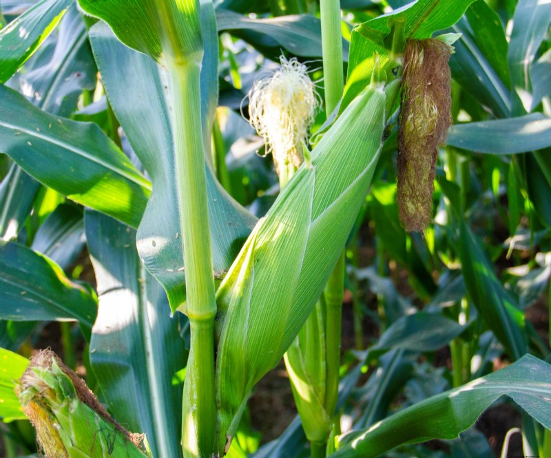 夏の豊かな収穫のために5月に植えるのに最適な野菜 
