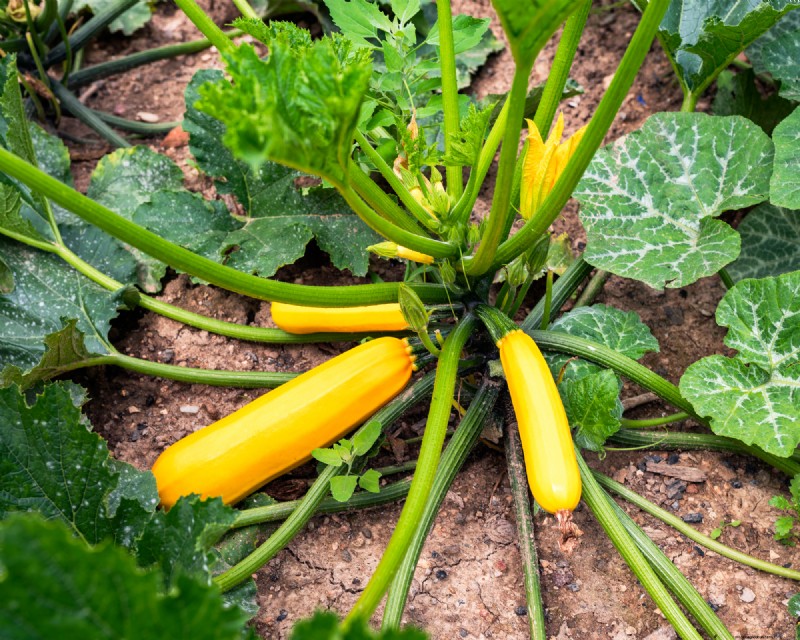 夏の豊かな収穫のために5月に植えるのに最適な野菜 