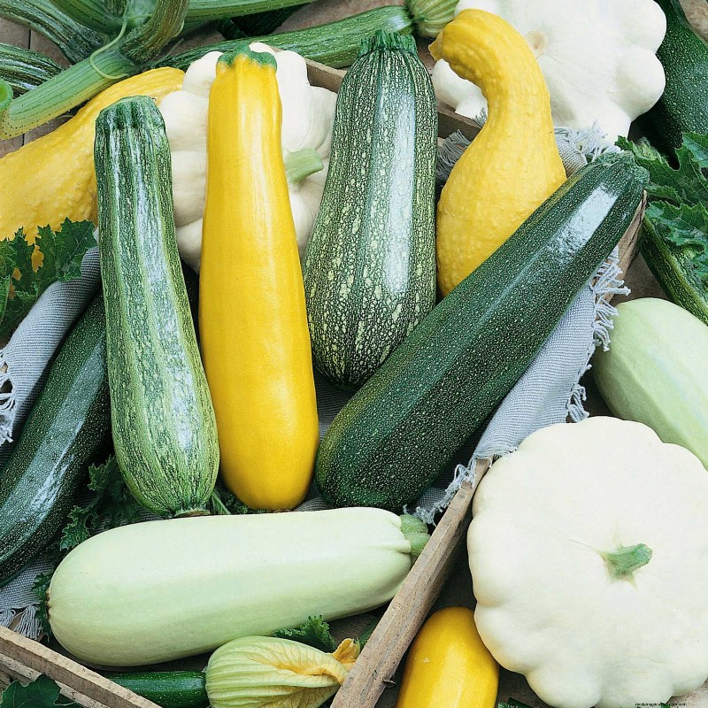 夏の豊かな収穫のために5月に植えるのに最適な野菜 