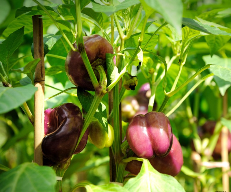 夏の豊かな収穫のために5月に植えるのに最適な野菜 
