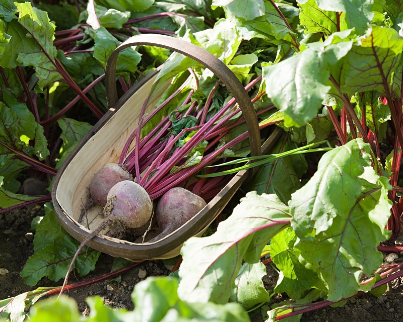 夏の豊かな収穫のために5月に植えるのに最適な野菜 