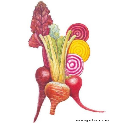 夏の豊かな収穫のために5月に植えるのに最適な野菜 