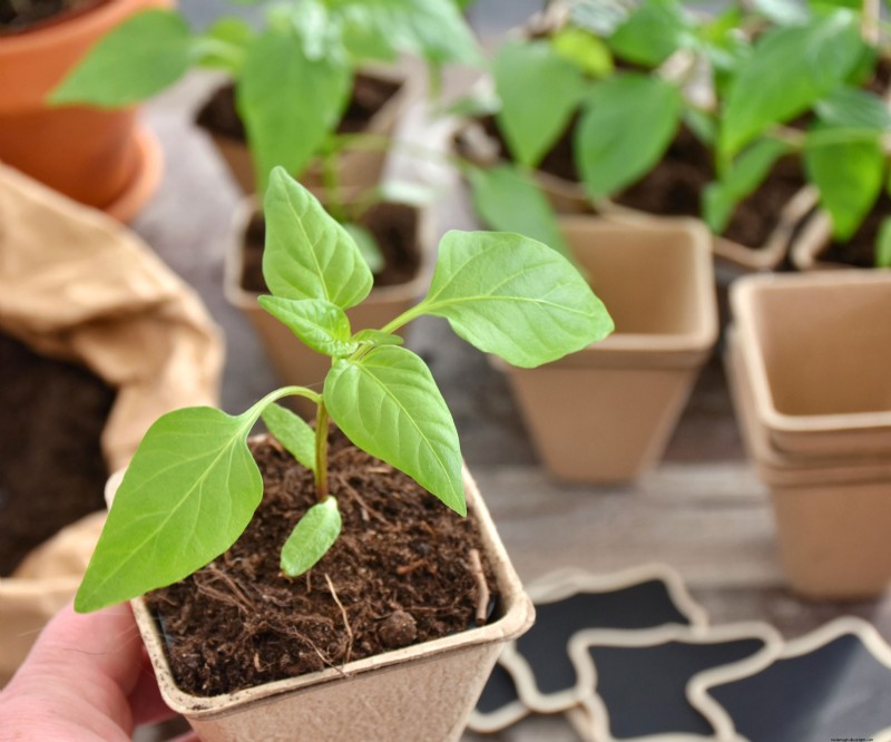 夏の豊かな収穫のために5月に植えるのに最適な野菜 
