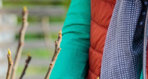 Cura primaverile per gli alberi di fico:3 compiti essenziali per un raccolto abbondante 