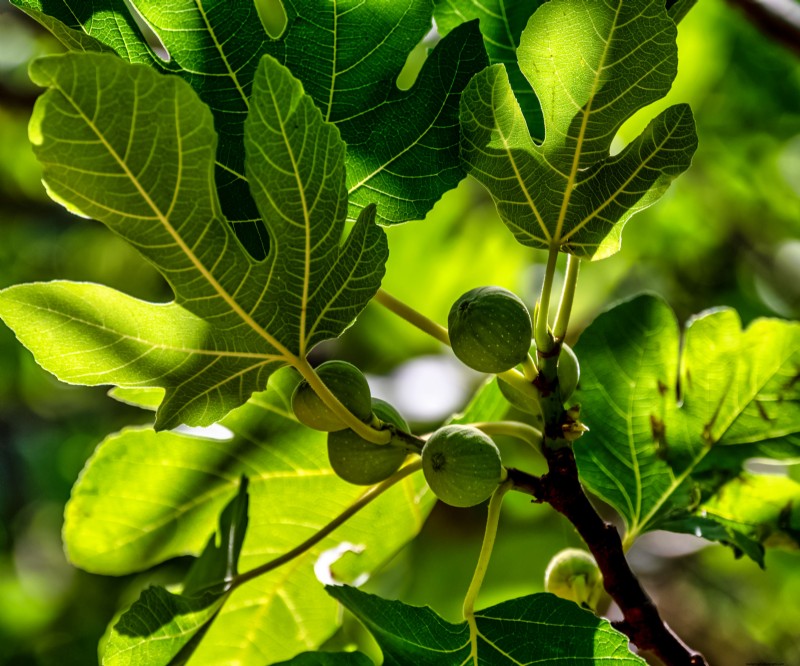 Lenteverzorging voor vijgenbomen:3 essentiële taken voor een overvloedige oogst 