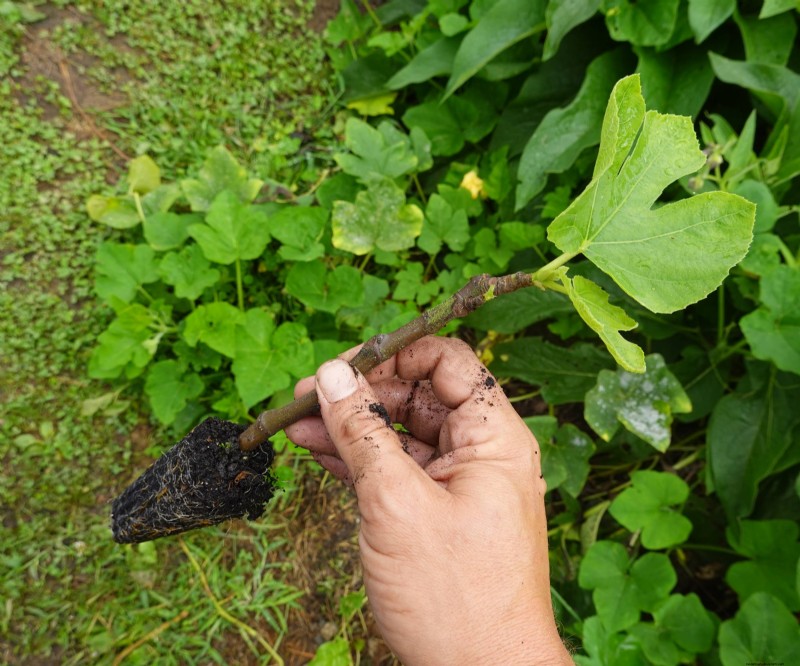 Chicago Hardy Fig Tree:laat vijgen groeien in koude klimaten | [Uw merk-/sitenaam] 