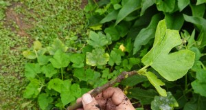 Chicago Hardy Fig Tree:laat vijgen groeien in koude klimaten | [Uw merk-/sitenaam] 