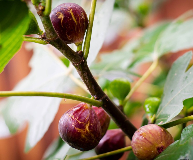 Chicago Hardy Fig Tree:laat vijgen groeien in koude klimaten | [Uw merk-/sitenaam] 