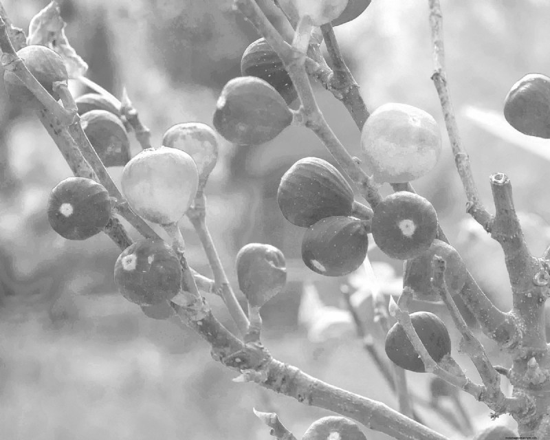 Vijgenwespen en vijgen:de fascinerende relatie achter heerlijk fruit 