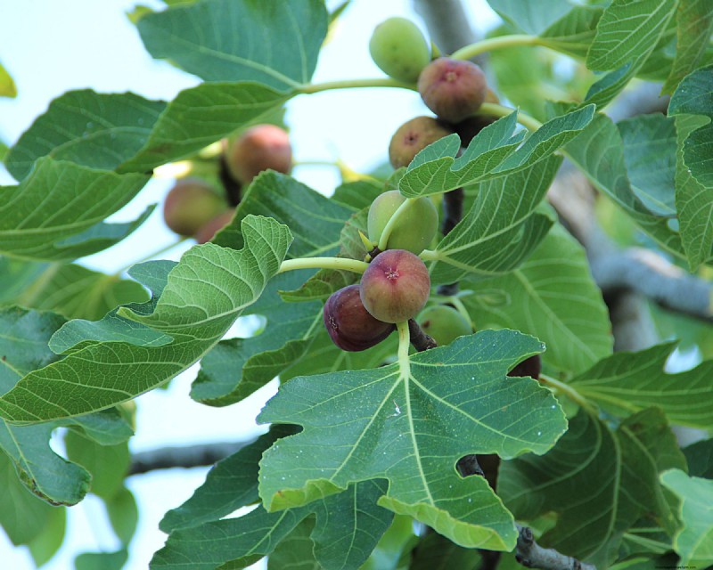 Vijgenwespen en vijgen:de fascinerende relatie achter heerlijk fruit 