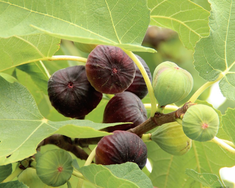 Vijgenwespen en vijgen:de fascinerende relatie achter heerlijk fruit 