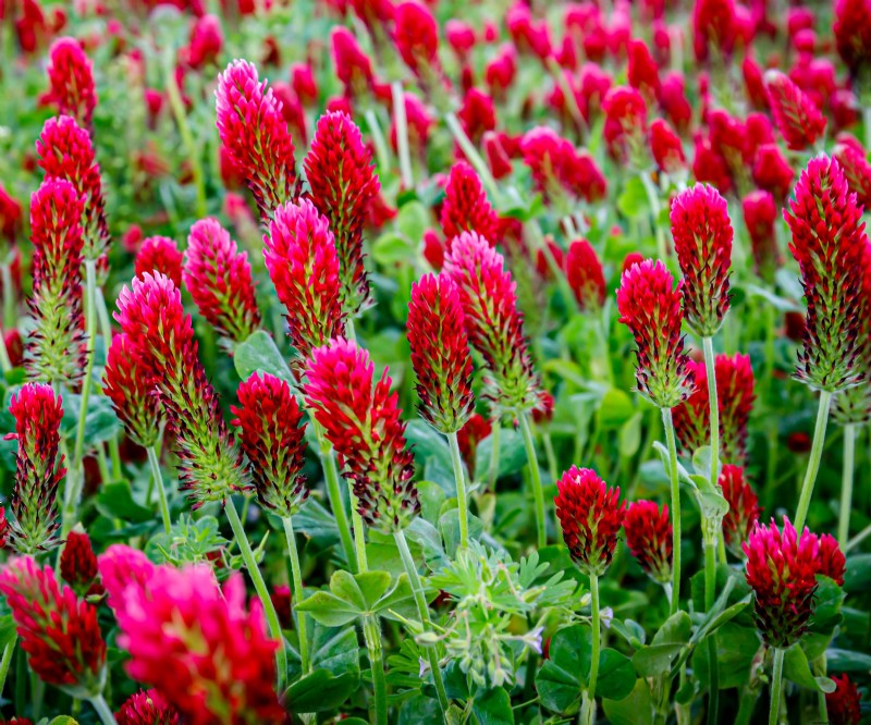 Le migliori colture di copertura per l autunno:ravviva il terreno del giardino e preparalo per la primavera 
