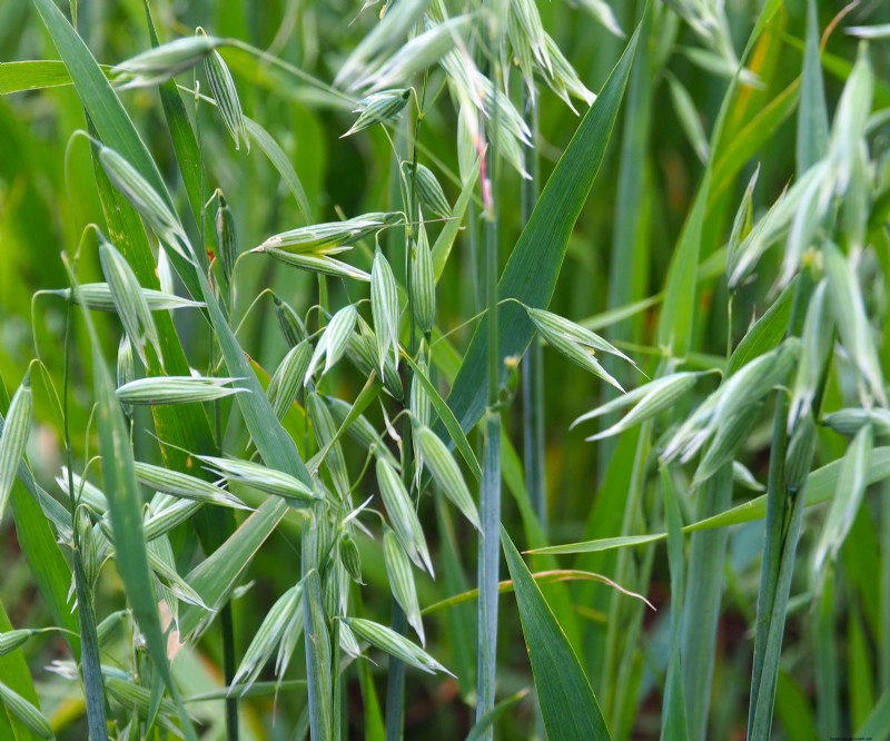Le migliori colture di copertura per l autunno:ravviva il terreno del giardino e preparalo per la primavera 