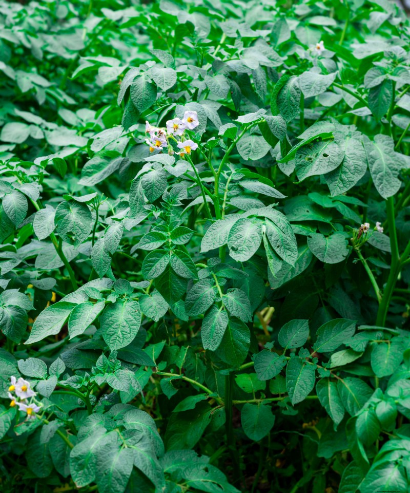 Le migliori colture di copertura per l autunno:ravviva il terreno del giardino e preparalo per la primavera 