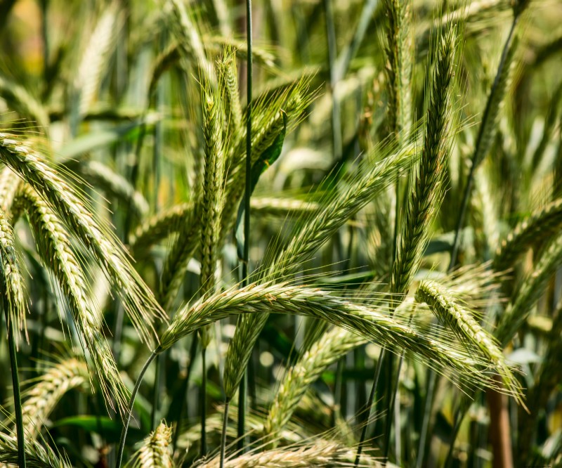 Le migliori colture di copertura per l autunno:ravviva il terreno del giardino e preparalo per la primavera 