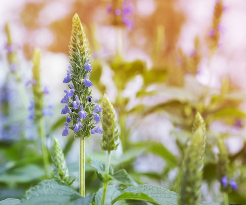 Guida alla raccolta dei semi di Chia:consigli per la raccolta domestica e benefici nutrizionali 