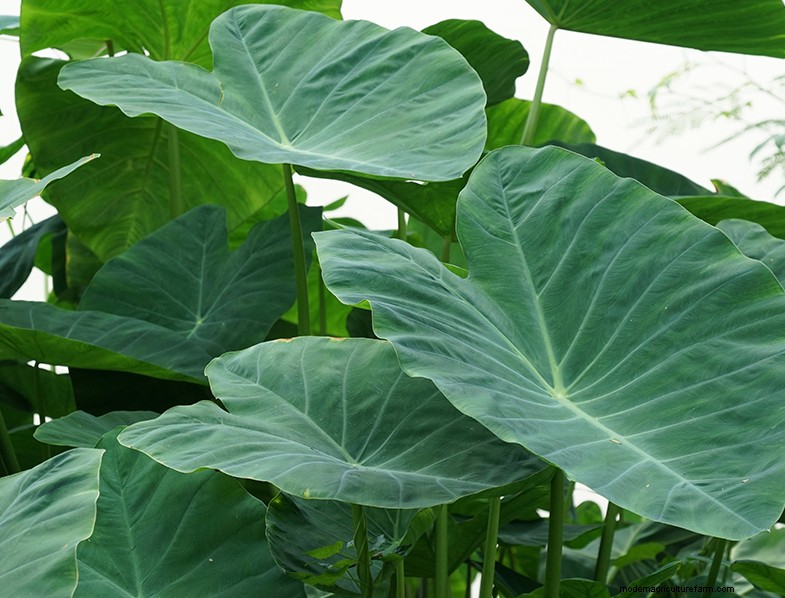 Colocasia Esculenta (Taro/Orecchio di elefante):Guida alla coltivazione e alla cura 