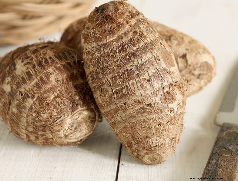 Colocasia Esculenta (Taro/Orecchio di elefante):Guida alla coltivazione e alla cura 