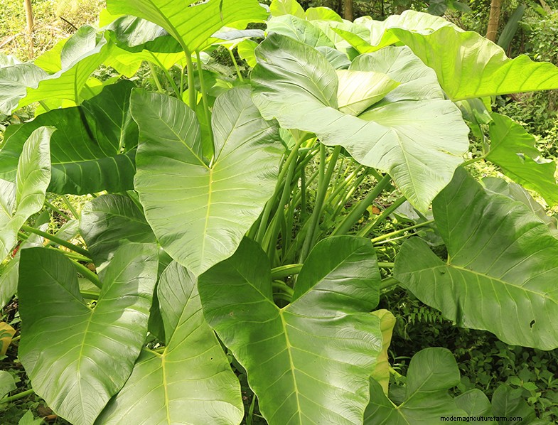 Colocasia Esculenta (Taro/Orecchio di elefante):Guida alla coltivazione e alla cura 