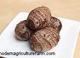 Colocasia Esculenta (Taro/Orecchio di elefante):Guida alla coltivazione e alla cura 