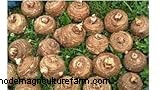 Colocasia Esculenta (Taro/Orecchio di elefante):Guida alla coltivazione e alla cura 