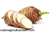 Colocasia Esculenta (Taro/Orecchio di elefante):Guida alla coltivazione e alla cura 