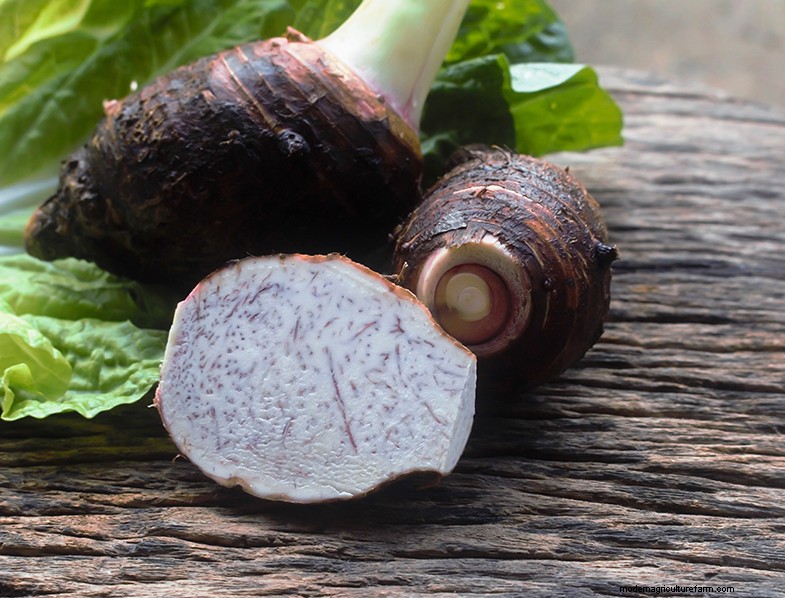 Colocasia Esculenta (Taro/Orecchio di elefante):Guida alla coltivazione e alla cura 