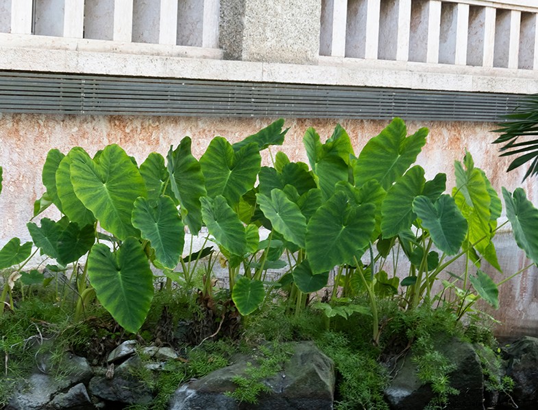 Colocasia Esculenta (Taro/Orecchio di elefante):Guida alla coltivazione e alla cura 