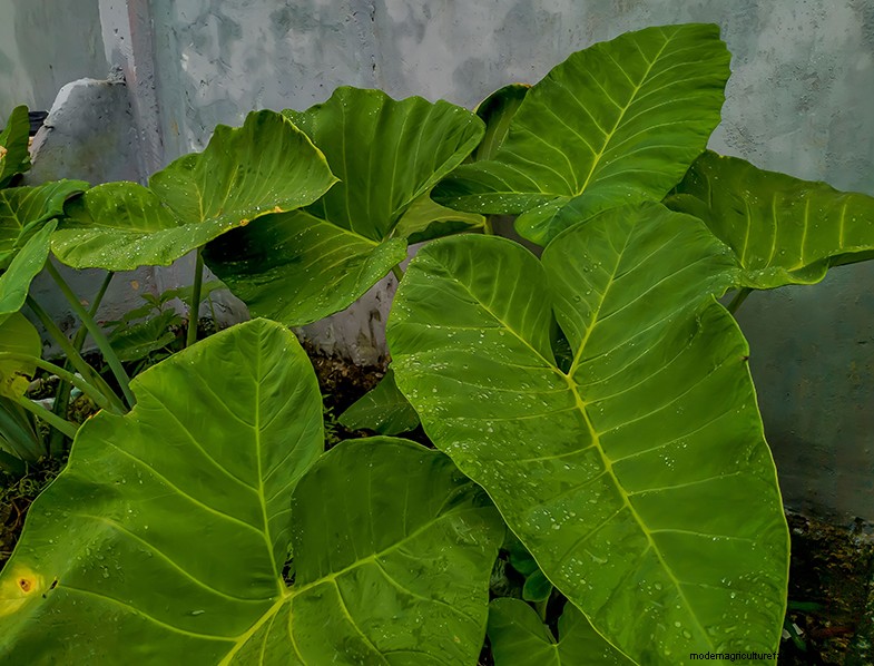 Colocasia Esculenta (Taro/Orecchio di elefante):Guida alla coltivazione e alla cura 