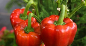 Begleitpflanzung für Paprika:Steigern Sie Ertrag und Gesundheit 