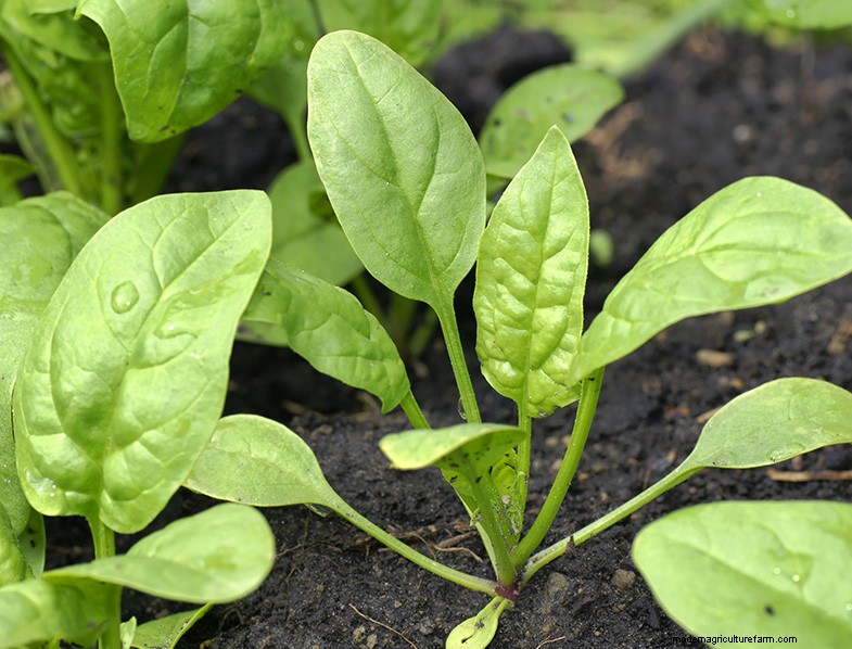 Coltivare gli spinaci:una guida completa per coltivare spinaci nutrienti 