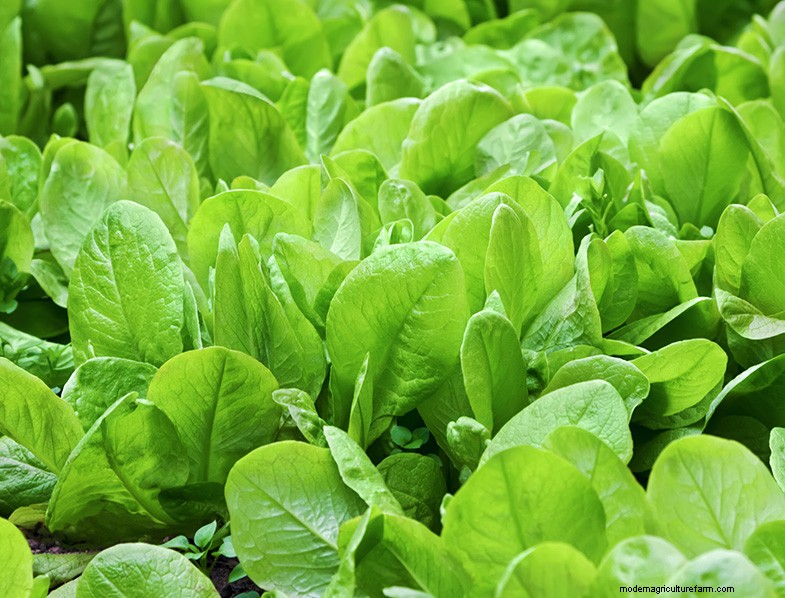 Coltivare gli spinaci:una guida completa per coltivare spinaci nutrienti 