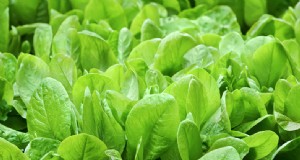 ほうれん草を育てる:栄養価の高いほうれん草を栽培するための包括的なガイド 