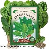 Coltivare gli spinaci:una guida completa per coltivare spinaci nutrienti 