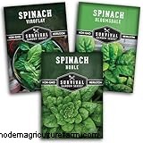 Coltivare gli spinaci:una guida completa per coltivare spinaci nutrienti 