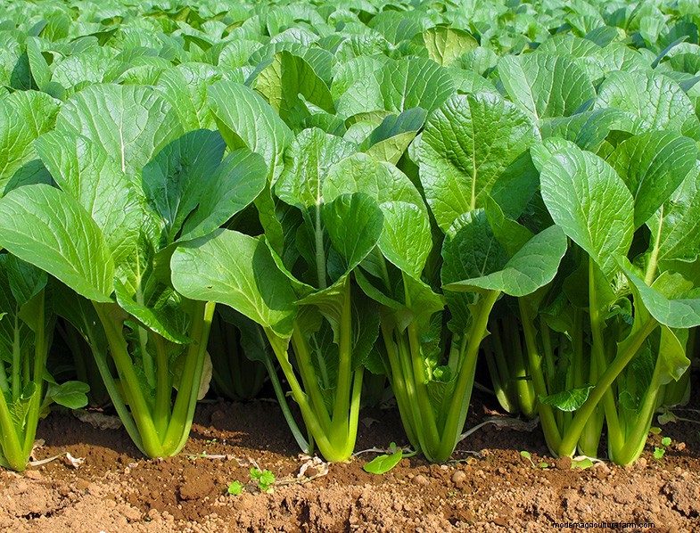 Coltivare gli spinaci:una guida completa per coltivare spinaci nutrienti 