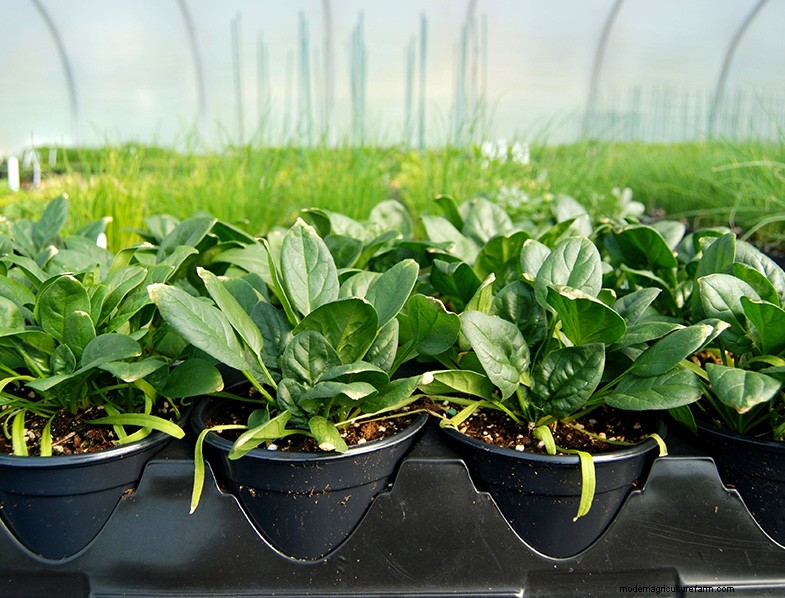 Coltivare gli spinaci:una guida completa per coltivare spinaci nutrienti 