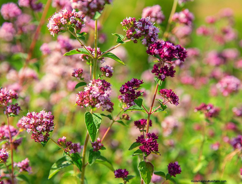 Oregano:een uitgebreide gids voor het kweken en verzorgen van Origanum Vulgare 