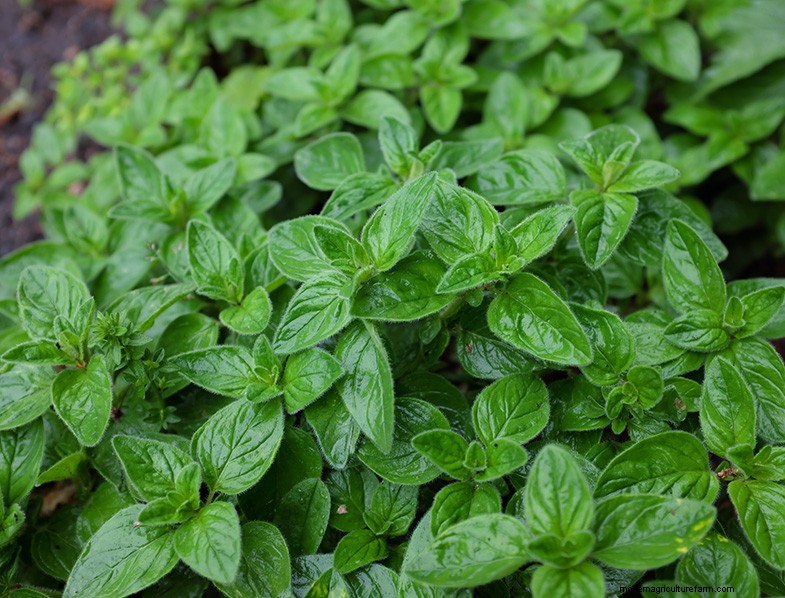 Oregano:een uitgebreide gids voor het kweken en verzorgen van Origanum Vulgare 