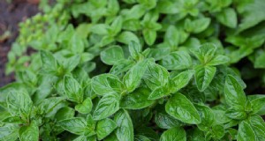 Oregano:een uitgebreide gids voor het kweken en verzorgen van Origanum Vulgare 