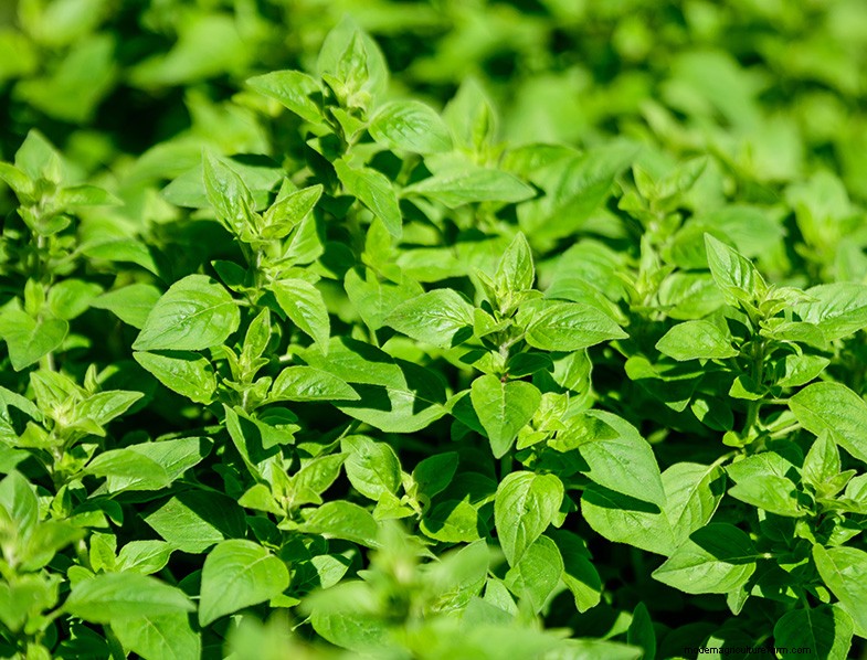Oregano:een uitgebreide gids voor het kweken en verzorgen van Origanum Vulgare 
