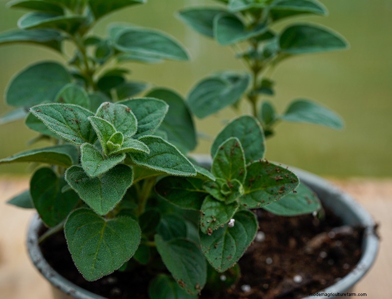 Oregano:een uitgebreide gids voor het kweken en verzorgen van Origanum Vulgare 