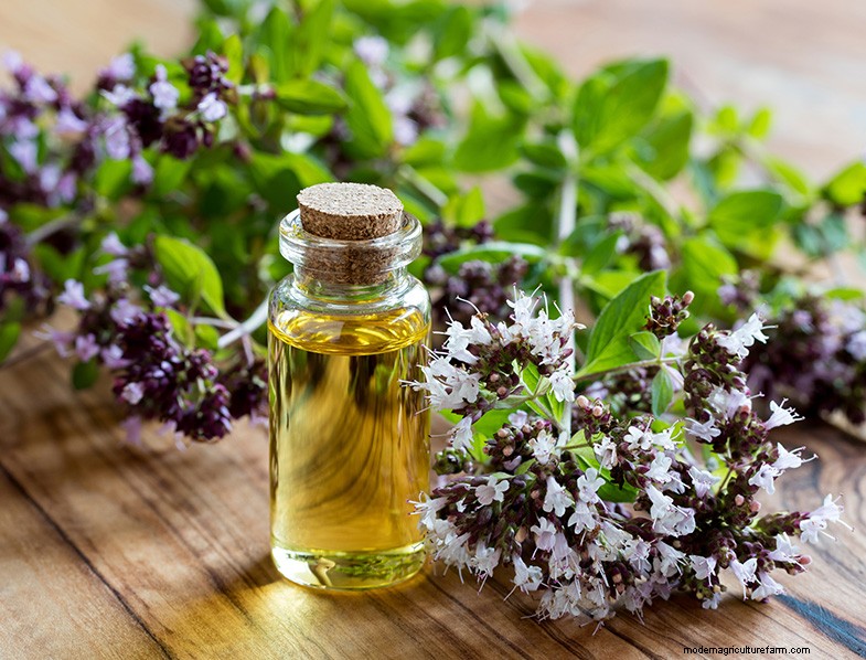 Oregano:een uitgebreide gids voor het kweken en verzorgen van Origanum Vulgare 