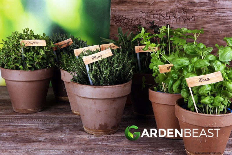 Guida alla coltivazione dell aneto:coltivazione e cura dell Anethum graveolens 