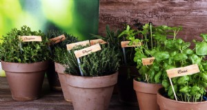 Guida alla coltivazione dell aneto:coltivazione e cura dell Anethum graveolens 