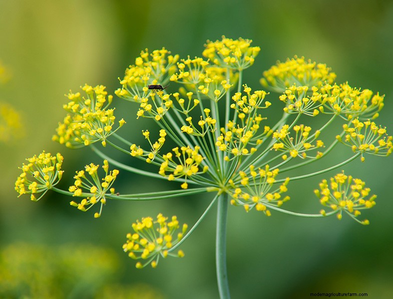 Guida alla coltivazione dell aneto:coltivazione e cura dell Anethum graveolens 