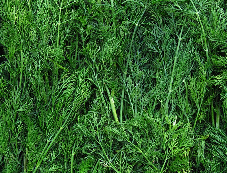 Guida alla coltivazione dell aneto:coltivazione e cura dell Anethum graveolens 
