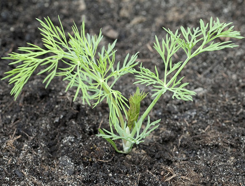 Guida alla coltivazione dell aneto:coltivazione e cura dell Anethum graveolens 